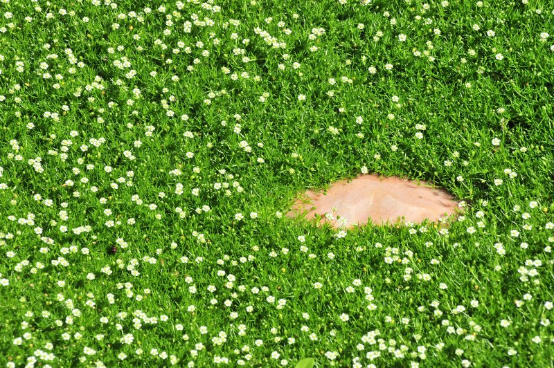 Мшанка шиловидная Green Moss
