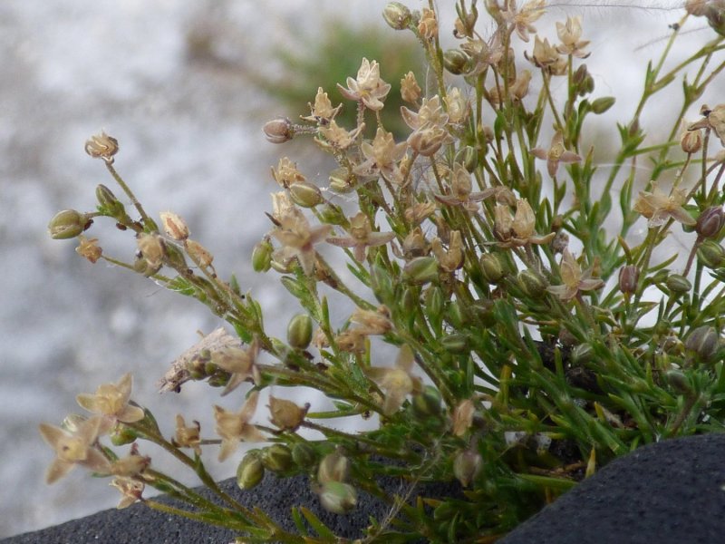 Мшанка лежачая sagina procumbens