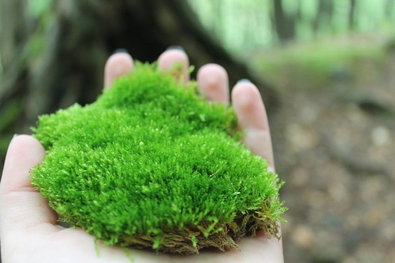 Мшанка шиловидная Green Moss
