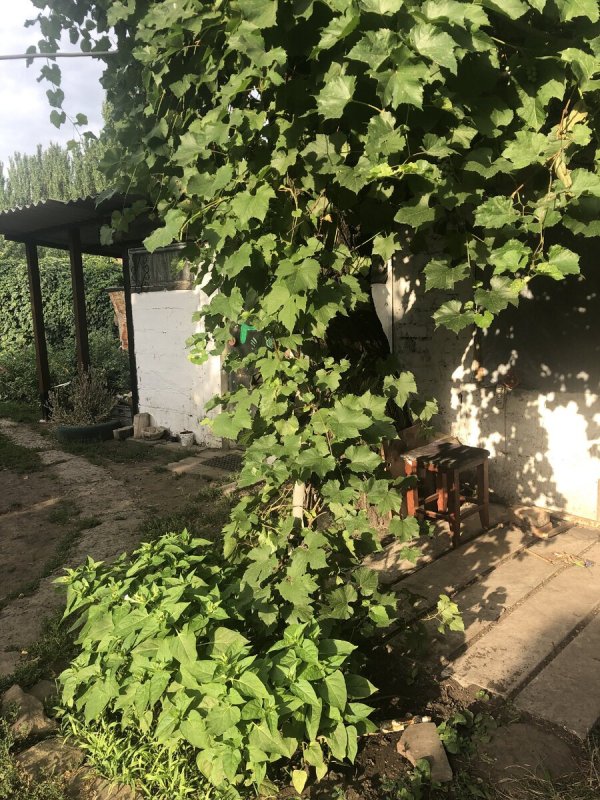 Виноград растет на даче