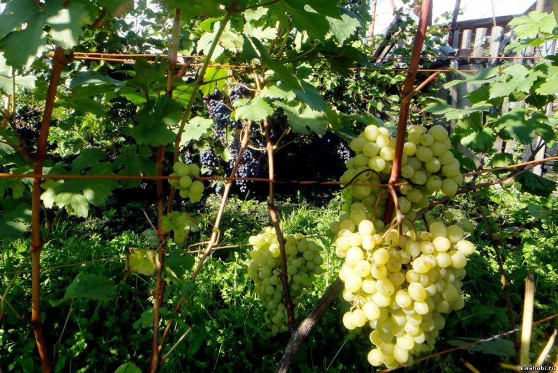 Виноградник на участке