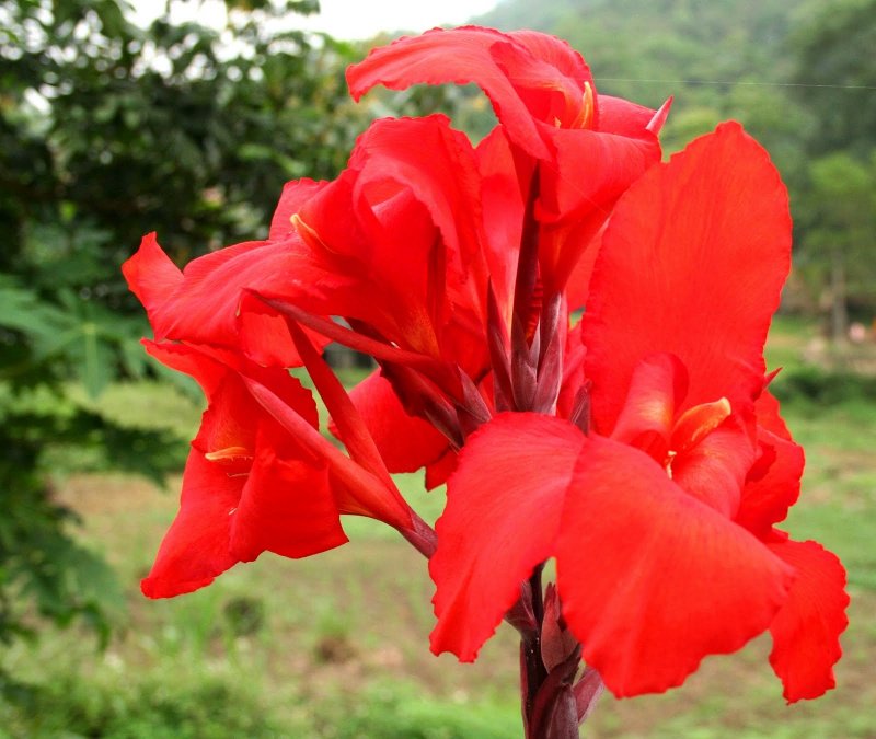 Канна canna Indica