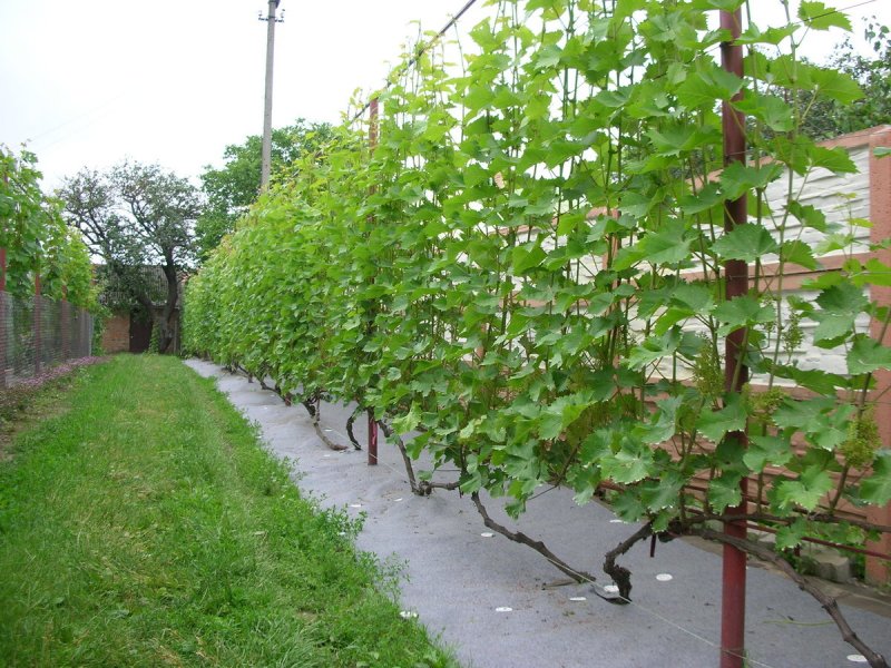 Grape Trellis