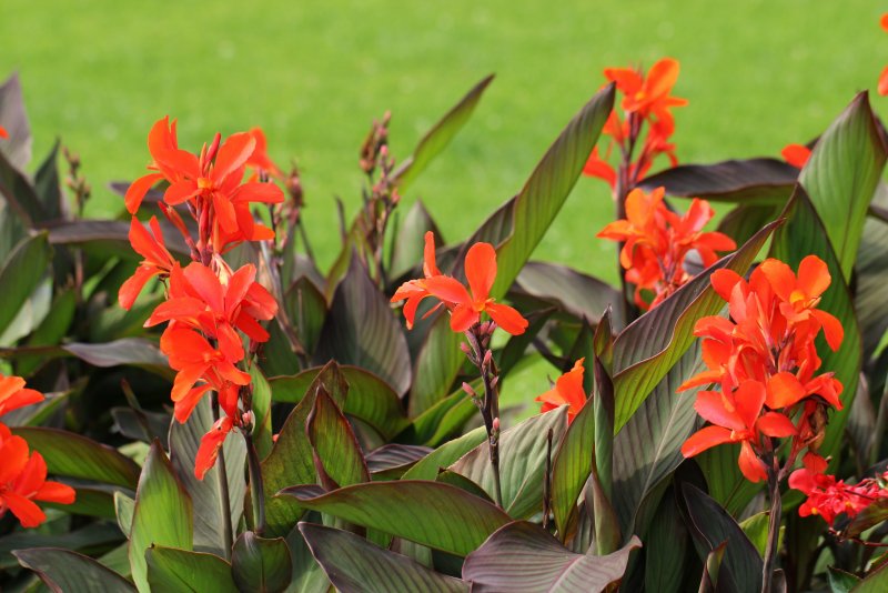 Канна (canna Crimson Beauty) i