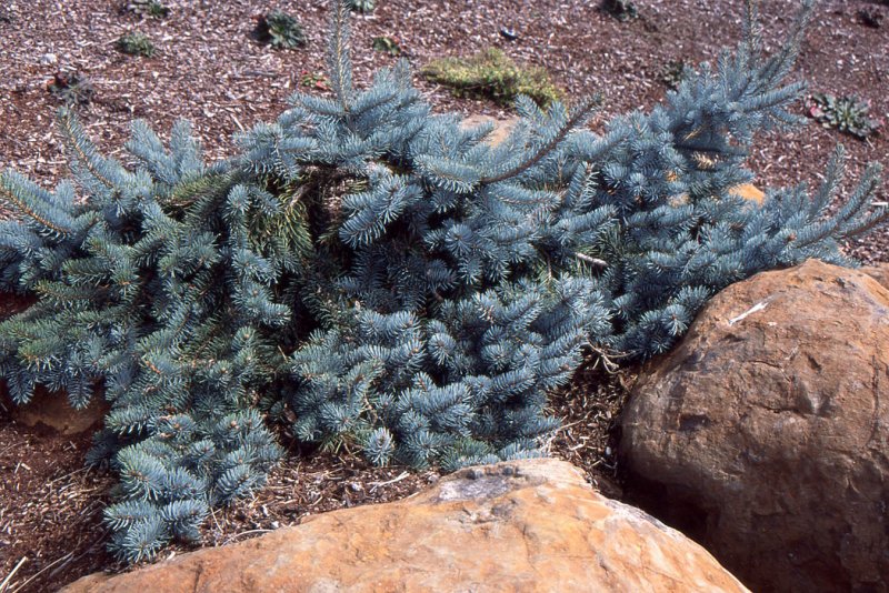 Ель колючая glauca prostrata