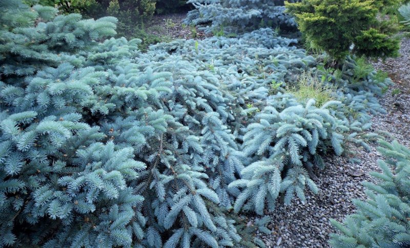Ель glauca prostrata