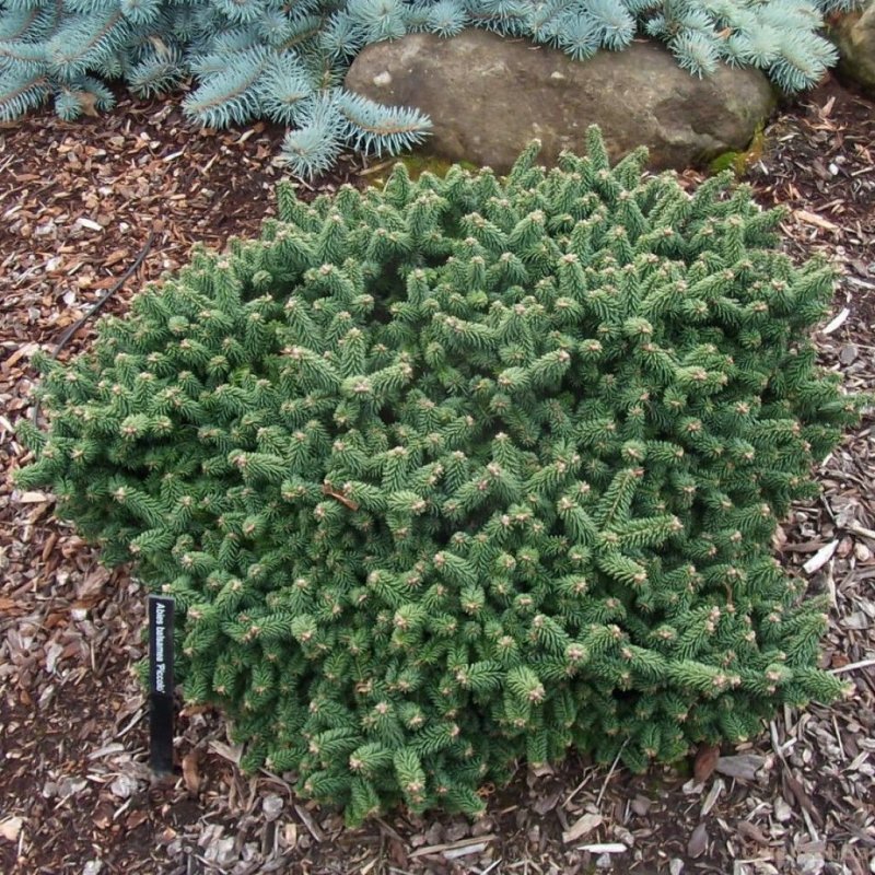 Бальзамическая «Пикколо» – Abies balsamea Piccollo