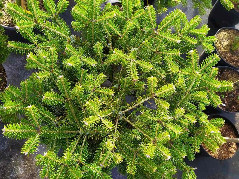 Сосна Горная Pinus mugo pumilio c2