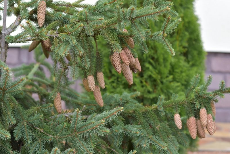 Abies concolor хвоя