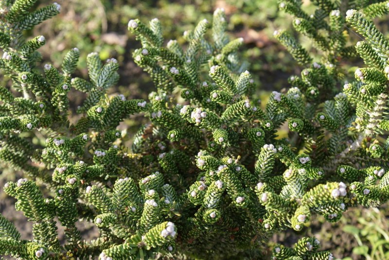 Abies Alba Petra