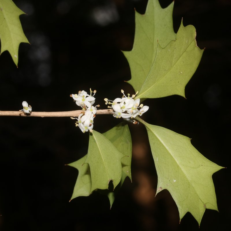Osmanthus heterophyllus дерево