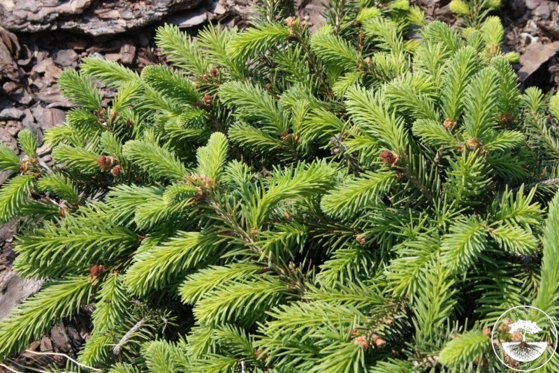 Ель обыкновенная procumbens