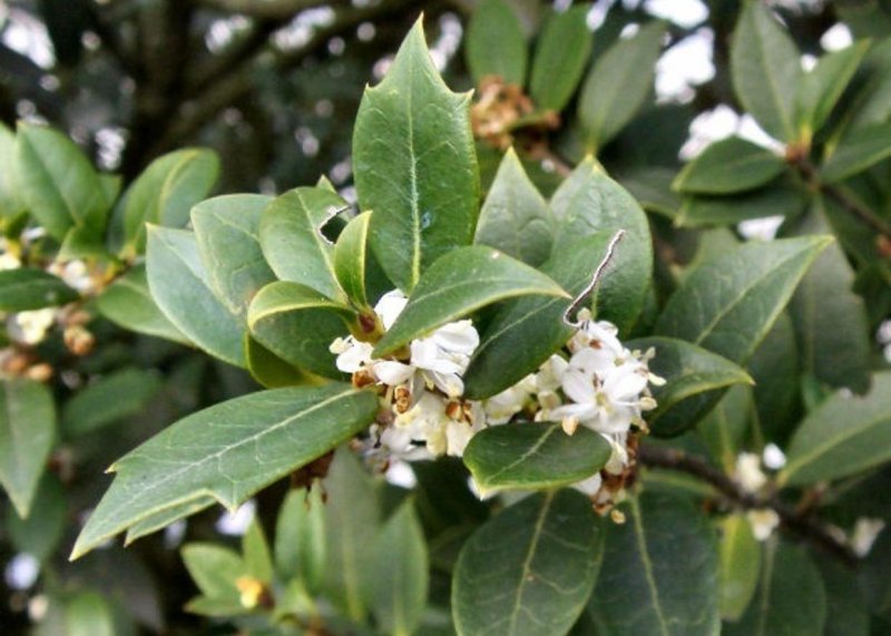 Osmanthus ilicifolius