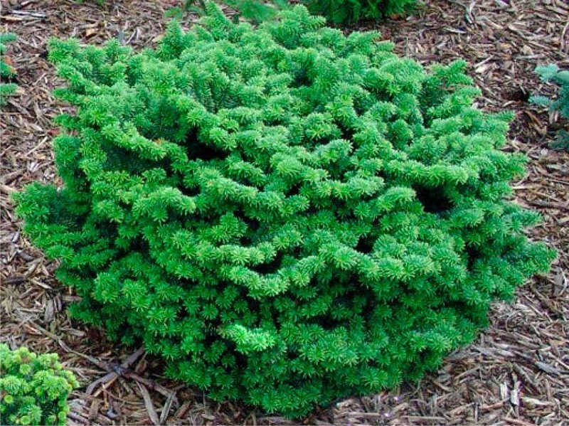 Ель Нидиформис Picea Abies Nidiformis