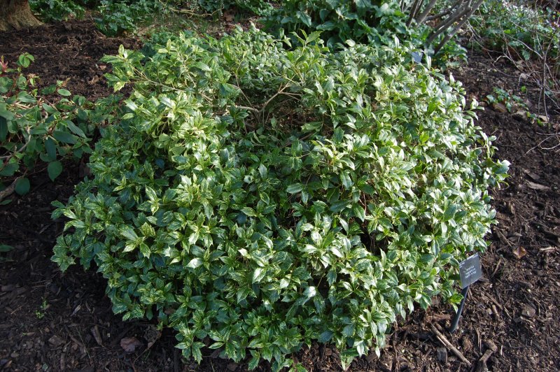 Osmanthus heterophyllus