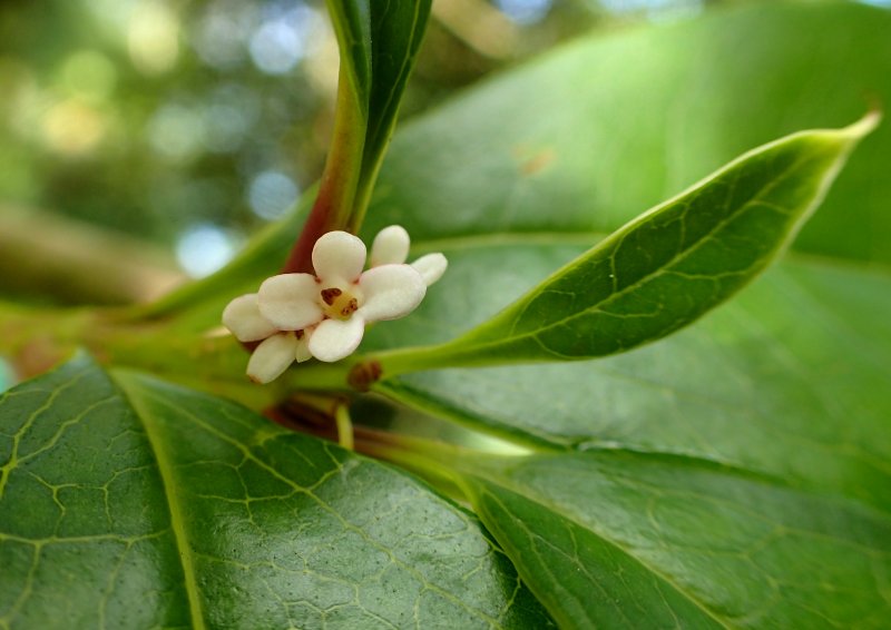 Osmanthus serrulatus