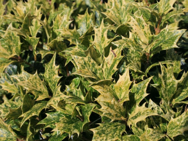 Osmanthus heterophyllus Goshiki