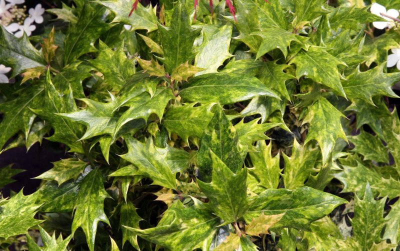 Osmanthus heterophyllus