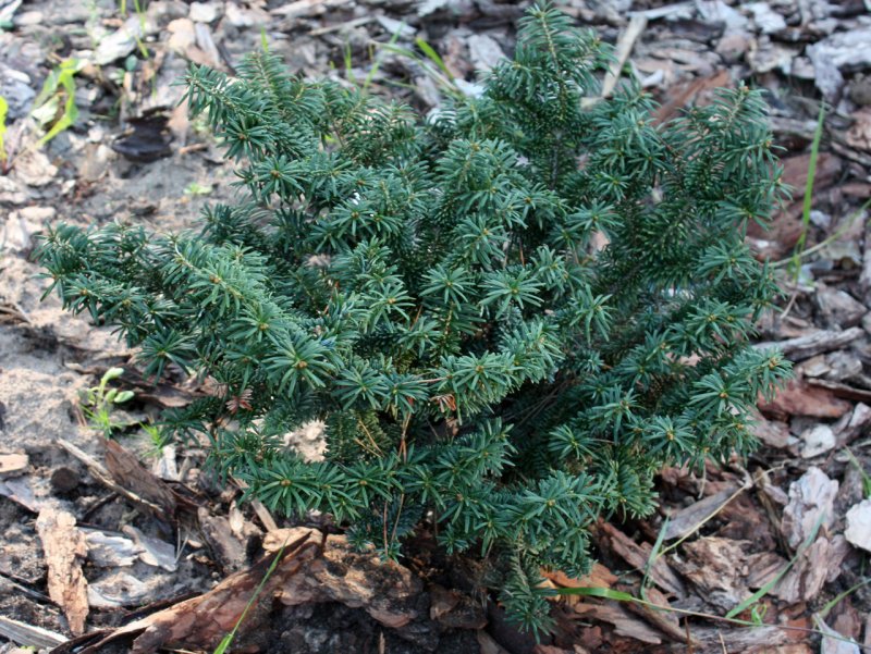 Пихта бальзамическая Нана (Abies balsamea Nana)
