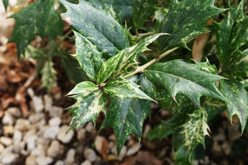 Osmanthus yunnanensis