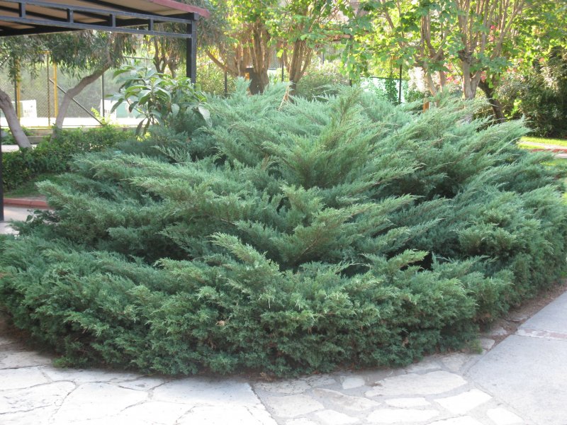 Пихта Abies Koreana