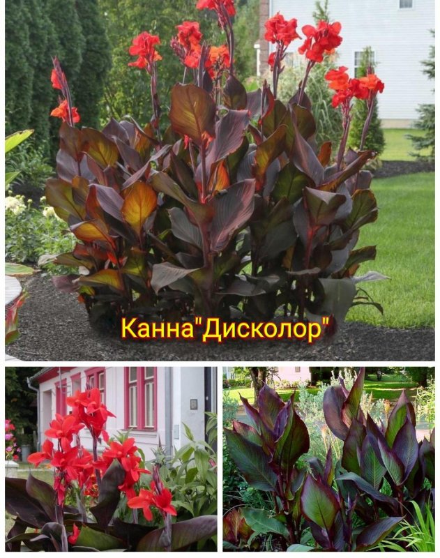 Канна Тропикана Блэк