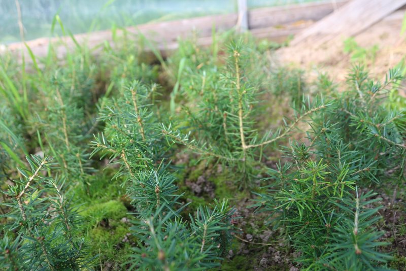 Abies Koreana Brilliant