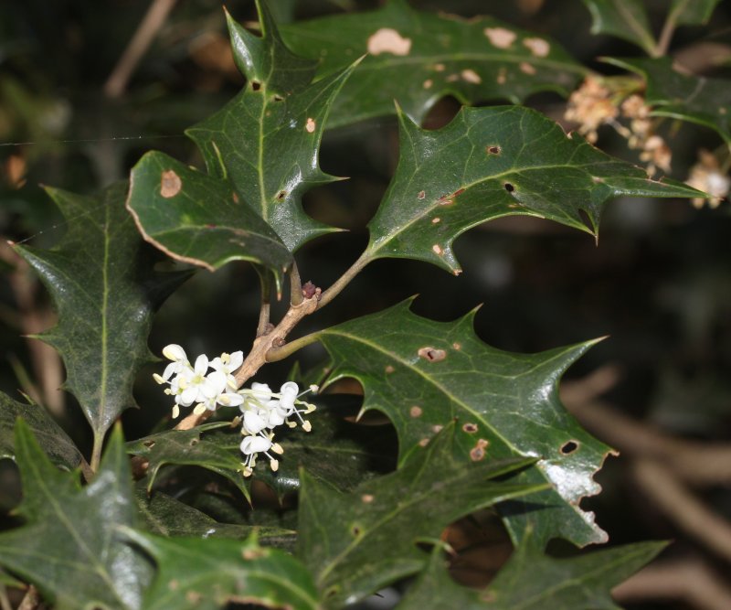 Osmanthus heterophyllus дерево