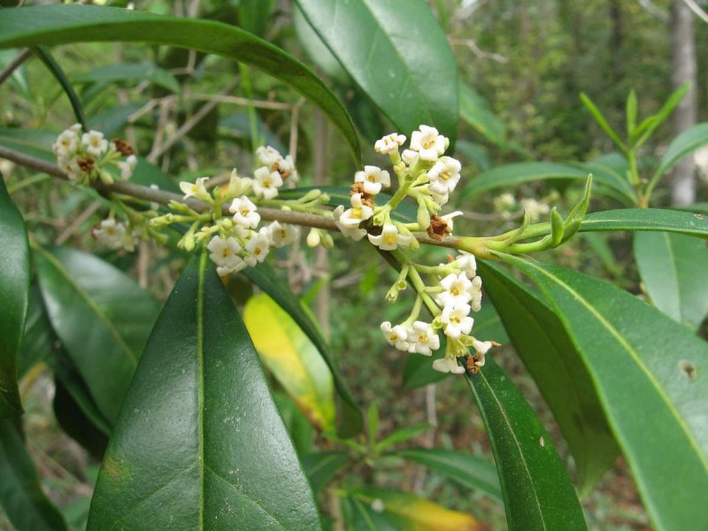 Плоды Osmanthus fragrans