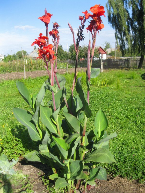 Канна ДИСКОЛОР