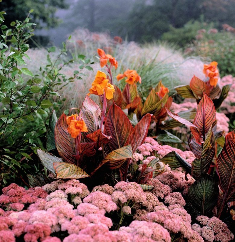 Канна (canna giant Red) i