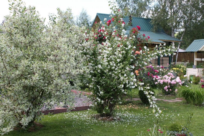 Чубушник Калина Калина