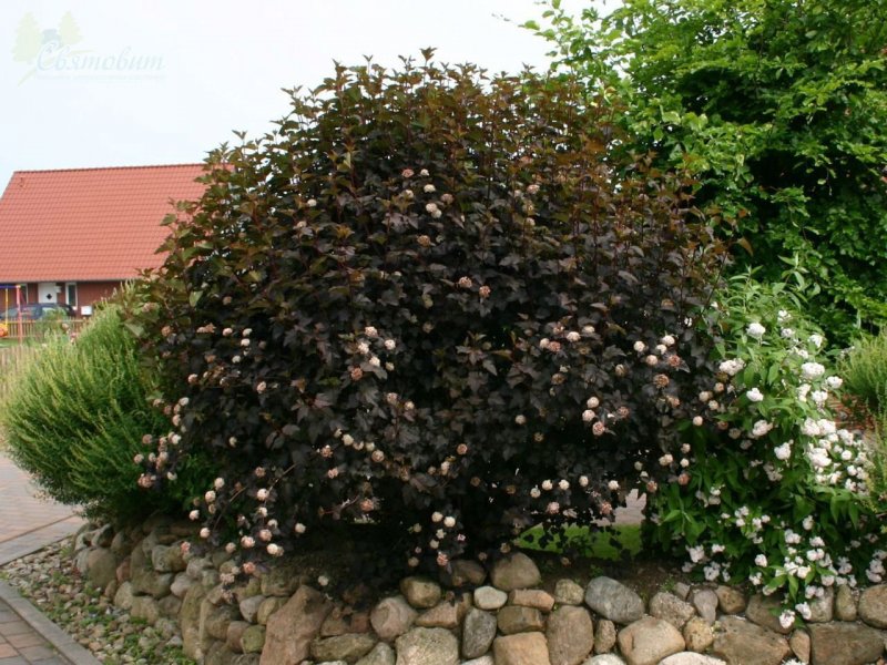 Пузыреплодник калинолистный Physocarpus opulifolius `all Black