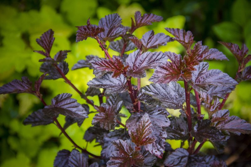Пузыреплодник калинолистный Physocarpus opulifolius "Andre"