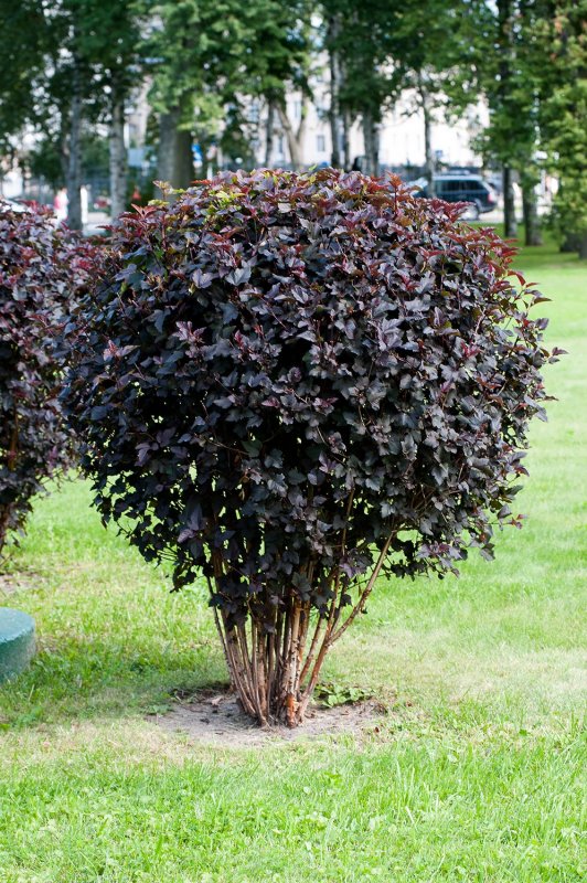 Пузыреплодник калинолистный - Physocarpus opulifolius 'Diabolo'
