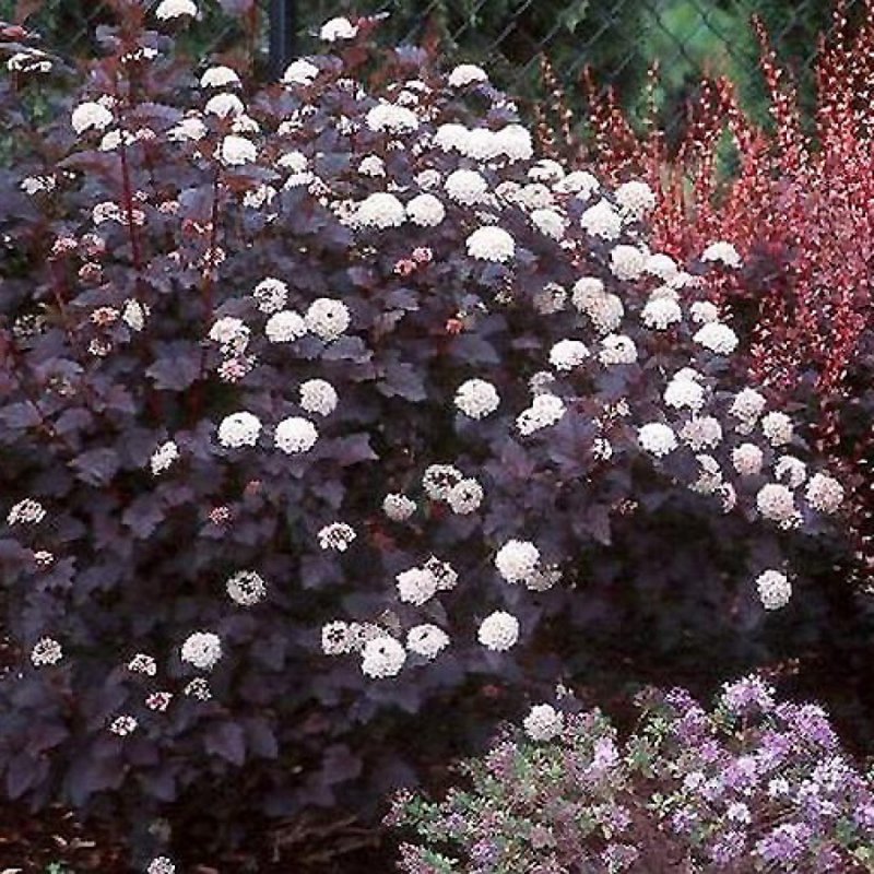Пузыреплодник калинолистный (Physocarpus opulifolius `Red Baron`)