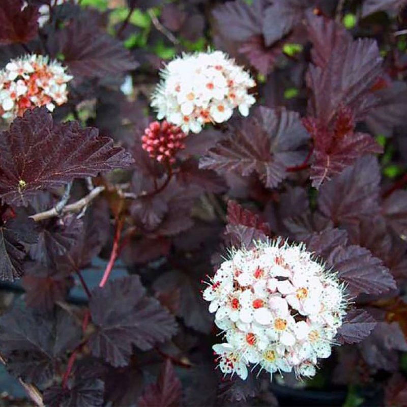 Пузыреплодник калинолистный (Physocarpus opulifolius `Red Baron`)