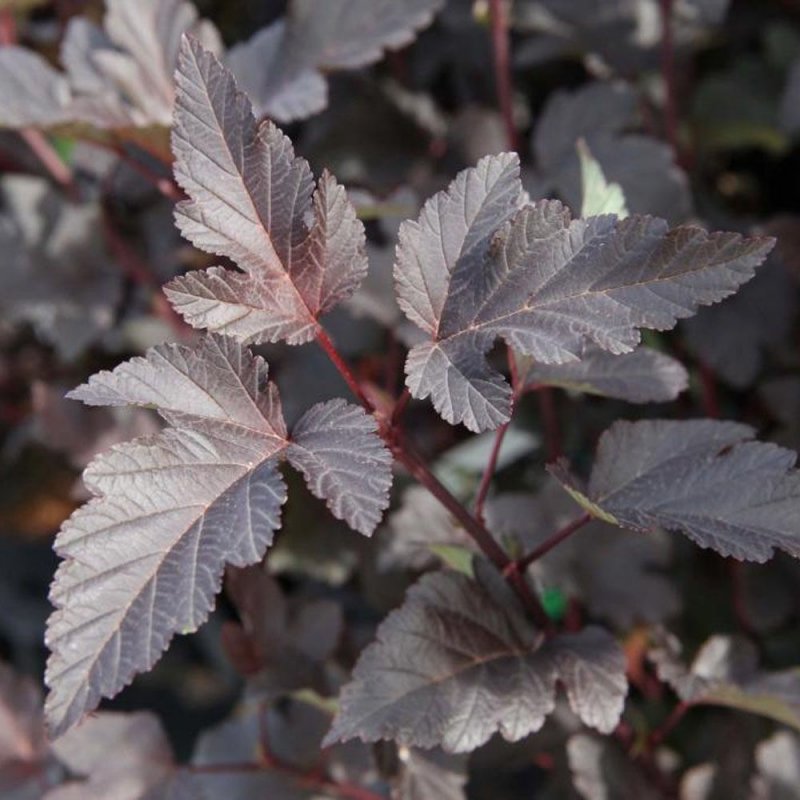 Пузыреплодник калинолистный диабло Physocarpus opulifolius Diabolo