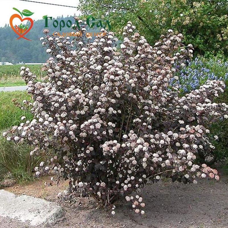 Пузыреплодник калинолистный - Physocarpus opulifolius 'Diabolo'