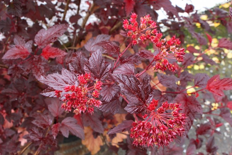 Physocarpus opulifolius Diabolo