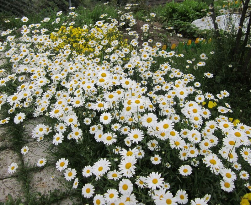 Клумба с ромашками