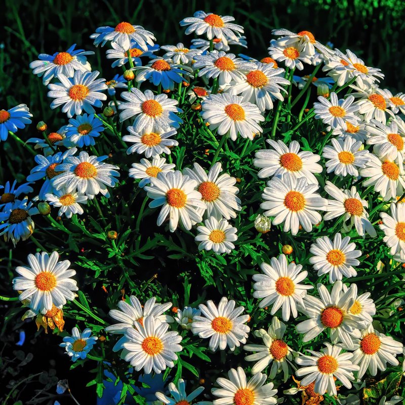 Клумба с ромашками