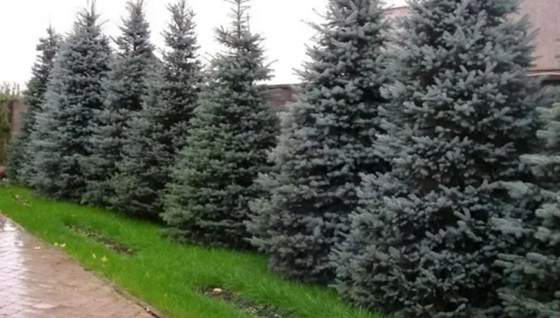 Голубые ели вдоль забора