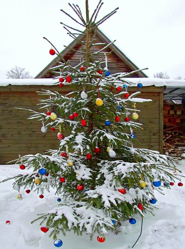 Новогодняя ель на участке