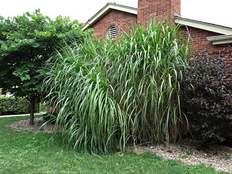 Мискантус гигантский (Miscanthus giganteus)