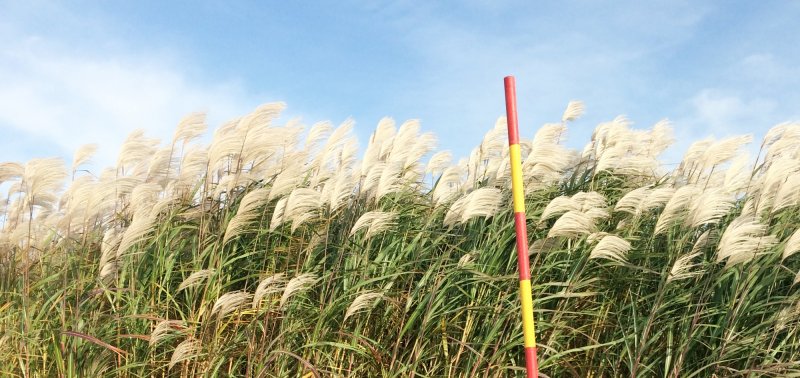 Pennisetum purpureum