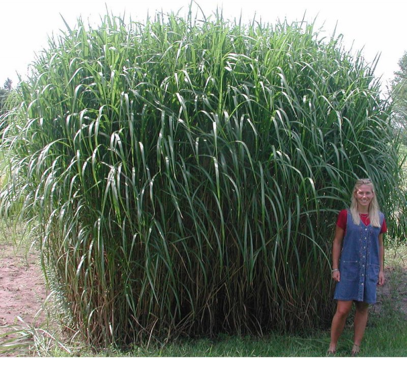 Мискантус гигантский (Miscanthus giganteus)
