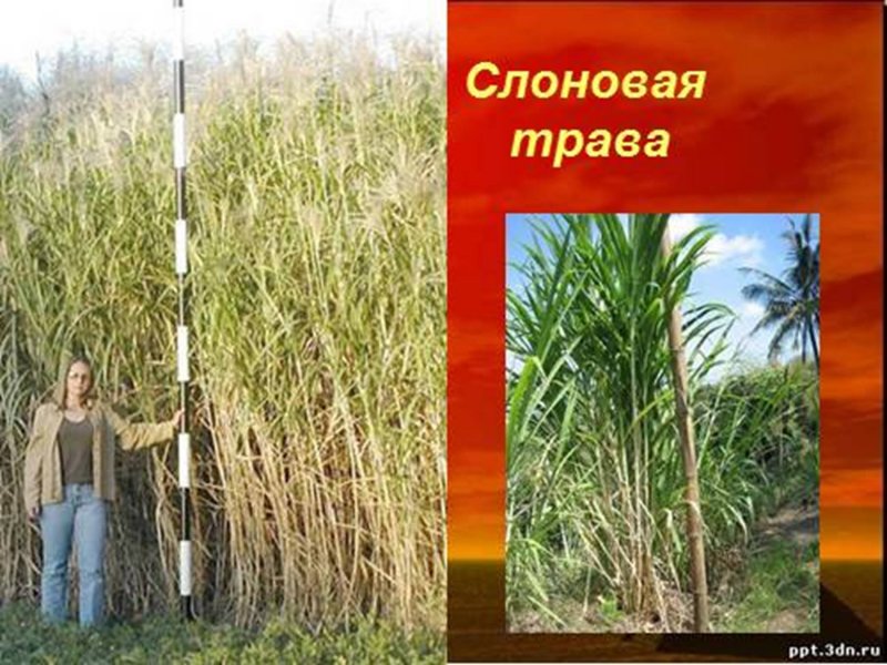 Мискантус китайский латынь