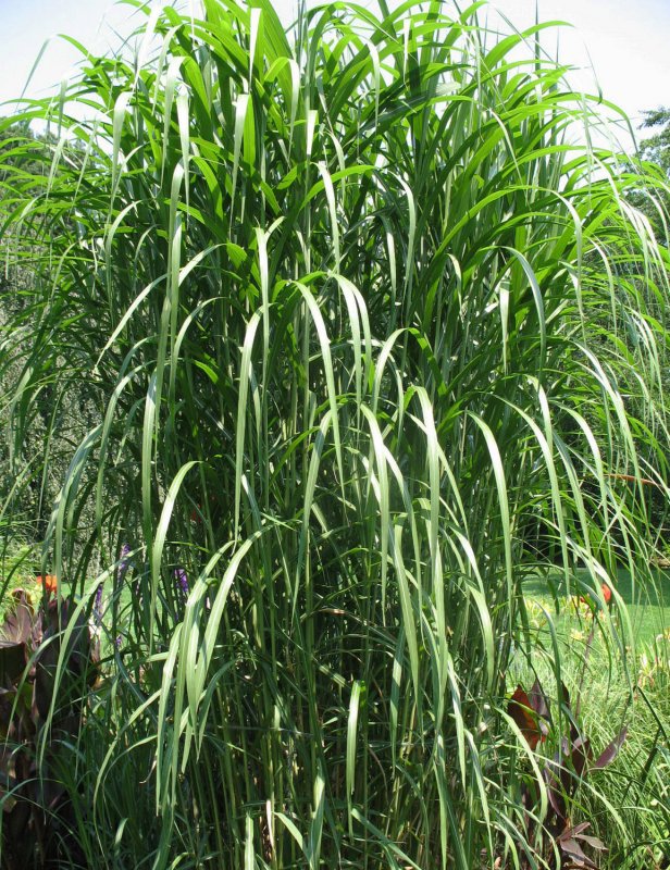 Pennisetum purpureum