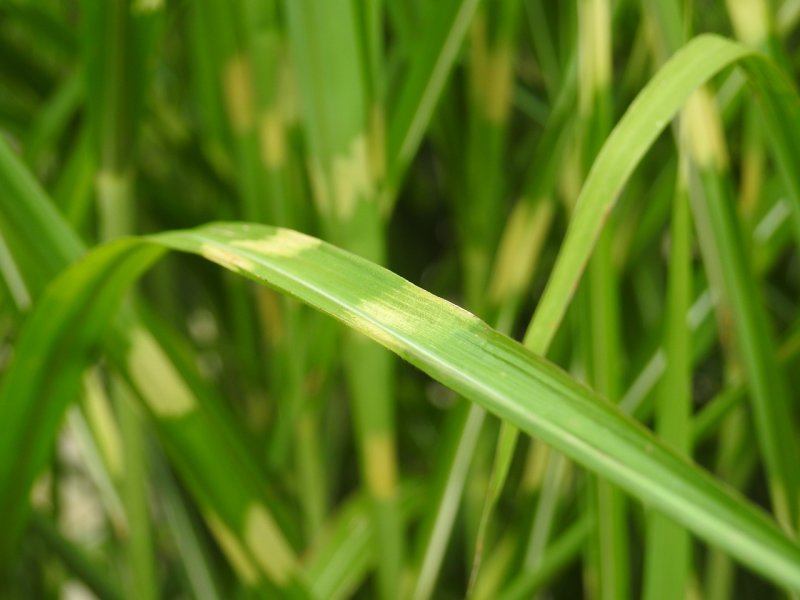 Спартина гребешковая, Spartina pectinata "Aureomarginata"